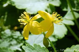Attēlu rezultāti vaicājumam “Chelidonium majus flower”