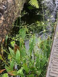 Attēlu rezultāti vaicājumam “Alisma plantago-aquatica leaf”