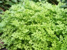 Image result for Kerbel