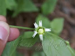 Attēlu rezultāti vaicājumam “Silene baccifera fruit”
