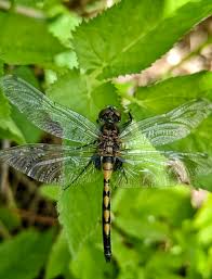 Attēlu rezultāti vaicājumam “Leucorrhinia rubicunda”