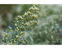 Attēlu rezultāti vaicājumam “Artemisia absinthium flower”