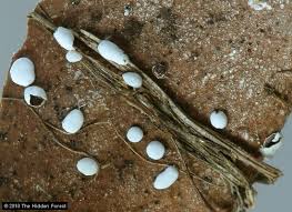 Attēlu rezultāti vaicājumam “Didymium difforme sessile”