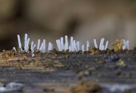 Attēlu rezultāti vaicājumam “Stemonitopsis typhina”