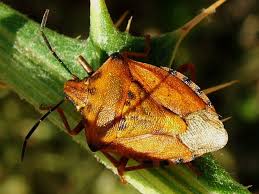 Attēlu rezultāti vaicājumam “Carpocoris sp.”