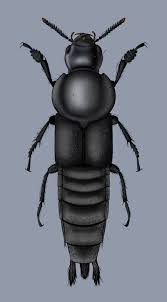 Attēlu rezultāti vaicājumam “Quedius dilatatus”