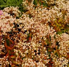 Image result for Sedum album `Coral Carpet`