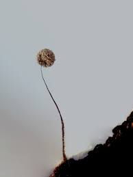 Attēlu rezultāti vaicājumam “Paradiacheopsis rigida”