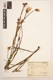 Image result for Tragopogon pratensis