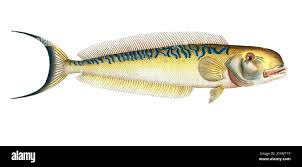 Image result for Malacanthus plumieri