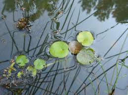 Attēlu rezultāti vaicājumam “Hydrocharis morsus-ranae fruit”
