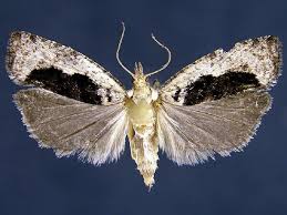 Attēlu rezultāti vaicājumam “Epinotia sordidana”