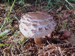 Attēlu rezultāti vaicājumam “Macrolepiota rhacodes var. bohemica”