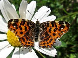 Attēlu rezultāti vaicājumam “Araschnia levana”