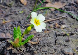 Attēlu rezultāti vaicājumam “Primula elatior flower”