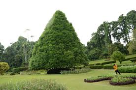Image result for шри ланка королевский ботанический сад