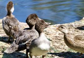 Attēlu rezultāti vaicājumam “Bucephala clangula juvenile”