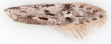 Attēlu rezultāti vaicājumam “Carpatolechia proximella”