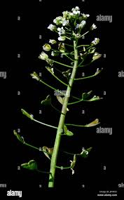 Attēlu rezultāti vaicājumam “Capsella bursa-pastoris fruit”