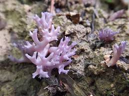 Attēlu rezultāti vaicājumam “Ramariopsis pulchella”