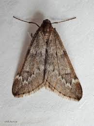 Attēlu rezultāti vaicājumam “Alsophila aescularia”