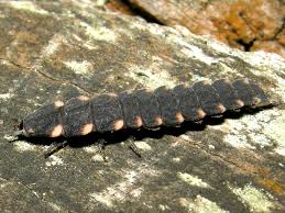 Attēlu rezultāti vaicājumam “Lampyris noctiluca larva”