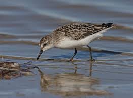 Image result for Calidris pusilla