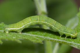 Attēlu rezultāti vaicājumam “Epirrita sp.”