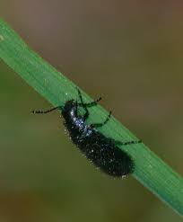 Attēlu rezultāti vaicājumam “Dasytes caeruleus”