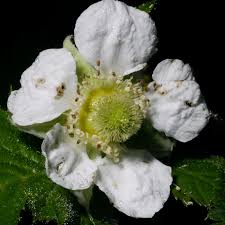 Attēlu rezultāti vaicājumam “Rubus plicatus flower”