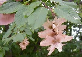Attēlu rezultāti vaicājumam “Carpinus caroliniana male flower”