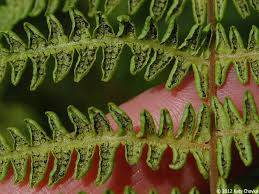 Attēlu rezultāti vaicājumam “Thelypteris palustris”