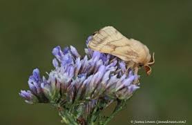 Attēlu rezultāti vaicājumam “Malacosoma castrensis”