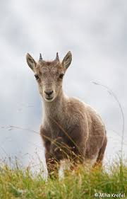 Attēlu rezultāti vaicājumam “Capra juvenile”