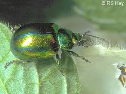 Attēlu rezultāti vaicājumam “Chrysolina fastuosa”