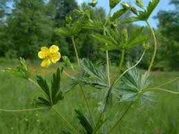 Attēlu rezultāti vaicājumam “Potentilla erecta leaf”