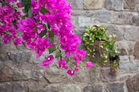 Image result for bougainvillea