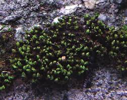 Attēlu rezultāti vaicājumam “Zygodon rupestris”