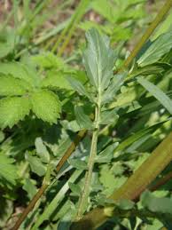 Attēlu rezultāti vaicājumam “Barbarea vulgaris subsp. arcuata flower”
