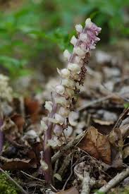 Attēlu rezultāti vaicājumam “Lathraea squamaria”