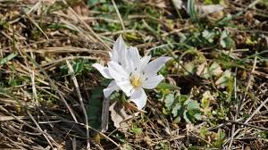 Attēlu rezultāti vaicājumam “Colchicum szovitsii subsp. szovitsii flower”