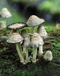Image result for coprinus