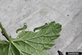 Attēlu rezultāti vaicājumam “Nematus ribesii larva”
