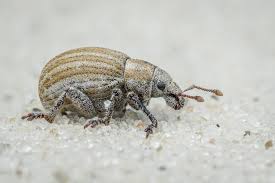 Attēlu rezultāti vaicājumam “Philopedon plagiatum”