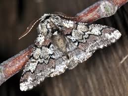 Attēlu rezultāti vaicājumam “Biston strataria”