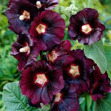 Image result for Stockrose