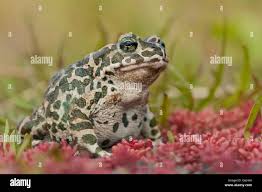 Attēlu rezultāti vaicājumam “Pseudepidalea viridis adult”