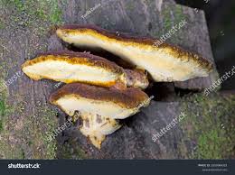 Attēlu rezultāti vaicājumam “Gloeophyllum odoratum”