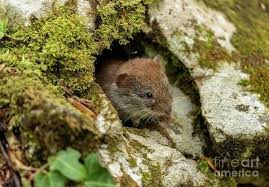 Attēlu rezultāti vaicājumam “Myodes glareolus”