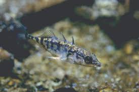 Attēlu rezultāti vaicājumam “Gasterosteus aculeatus”